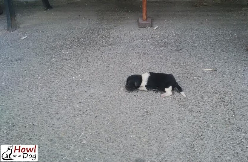From Abandoned to Adored: The Unbelievable Journey of a Lonely Puppy
