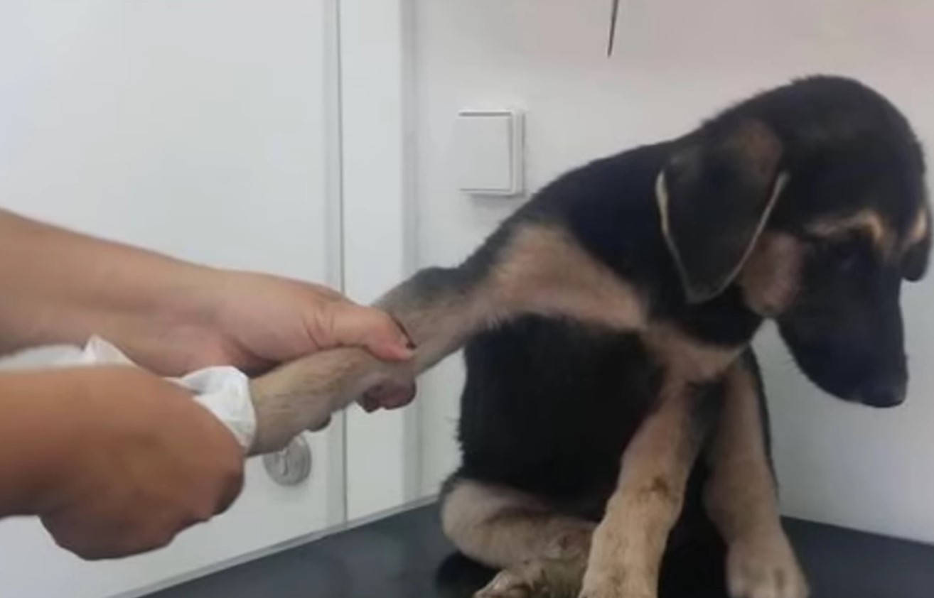 From Despair to Joy: A Dog's Miraculous Journey of Healing and Hope