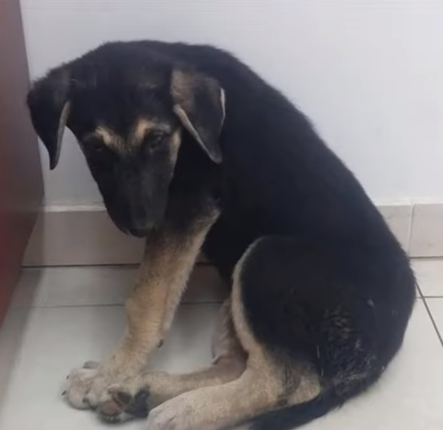 From Despair to Joy: A Dog's Miraculous Journey of Healing and Hope