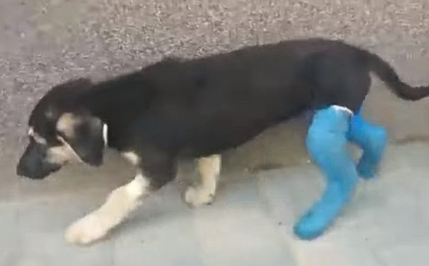 From Despair to Joy: A Dog's Miraculous Journey of Healing and Hope