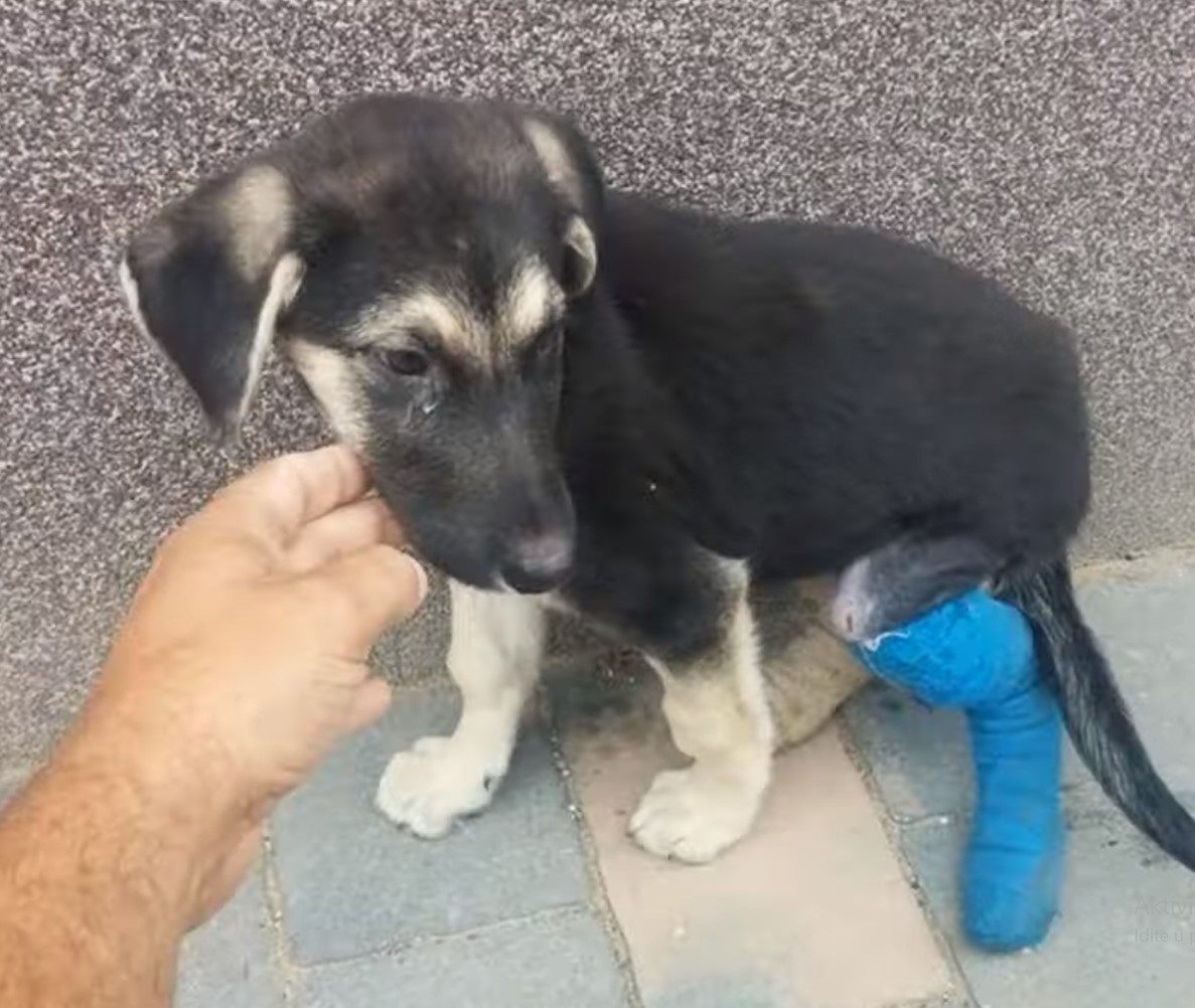 From Despair to Joy: A Dog's Miraculous Journey of Healing and Hope