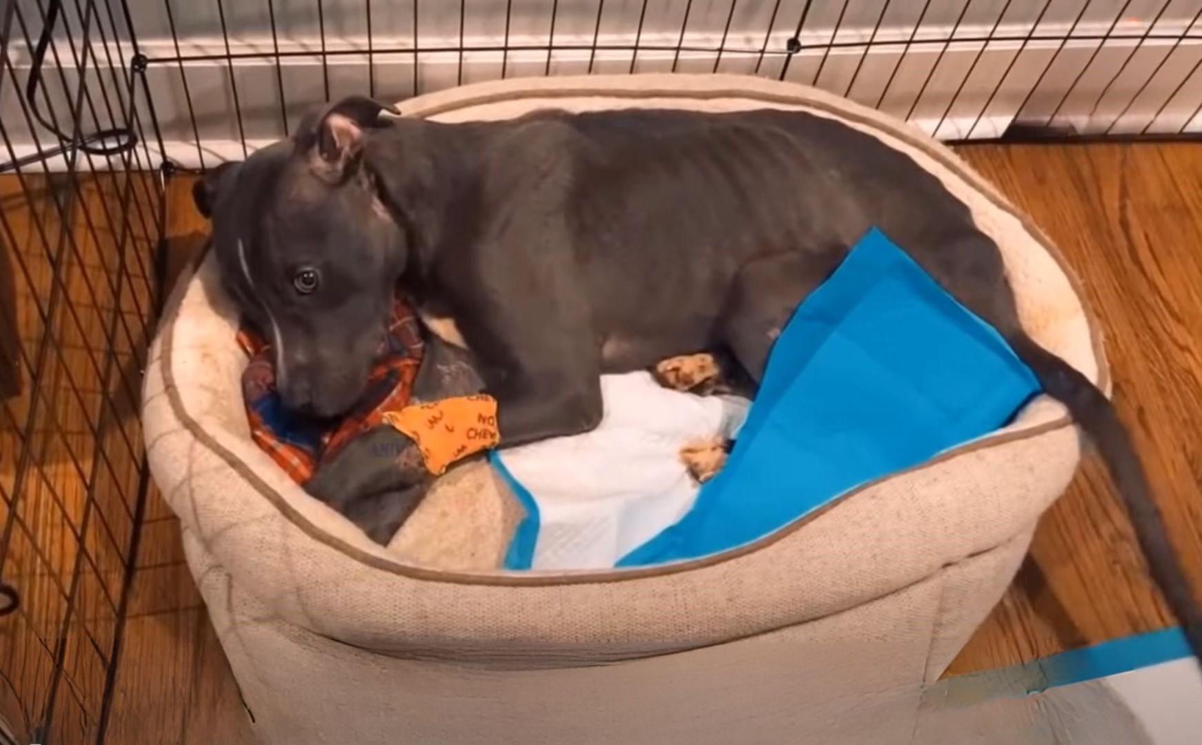 From Despair to Joy: The Unbelievable Journey of a Stray Pup
