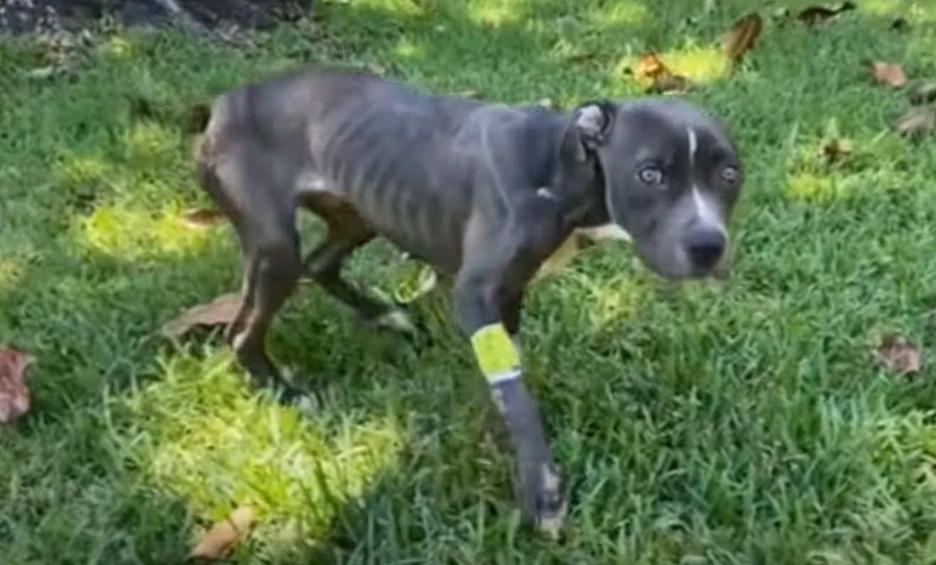 From Despair to Joy: The Unbelievable Journey of a Stray Pup