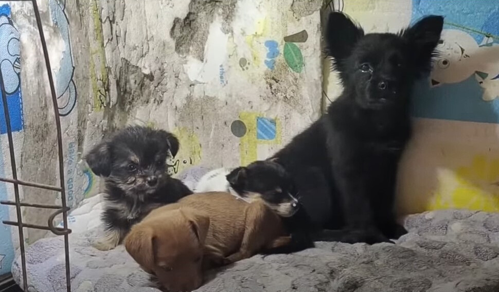 From Desperation to Joy: The Unforgettable Journey of a Rescued Puppy