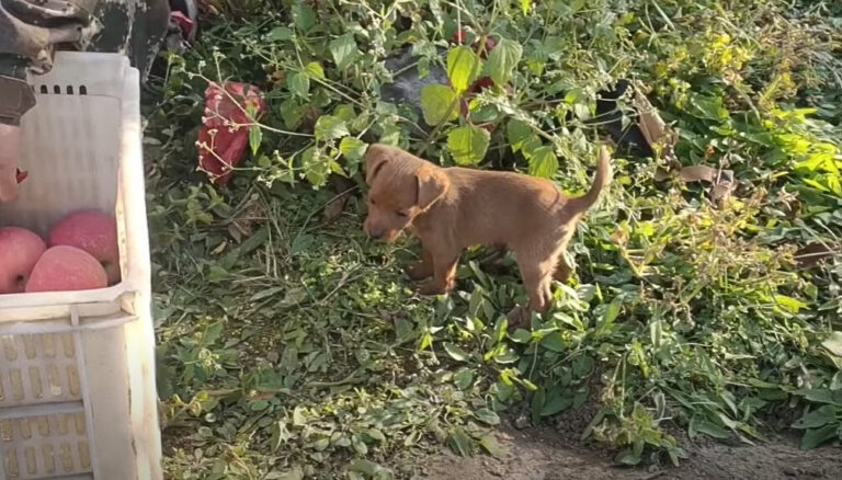 From Desperation to Joy: The Unforgettable Journey of a Rescued Puppy
