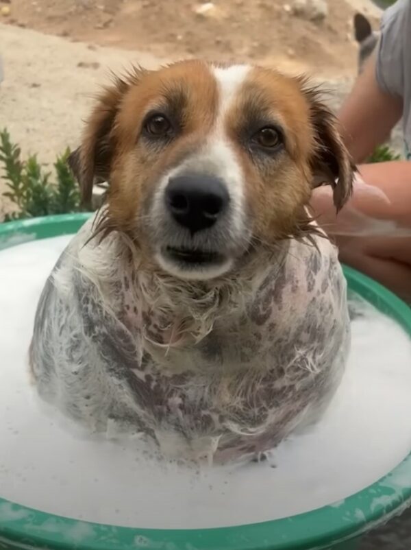 From Struggle to Joy: A Pup's Unbelievable Journey to Health-1