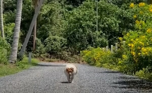 From Struggle to Joy: A Pup's Unbelievable Journey to Health-1