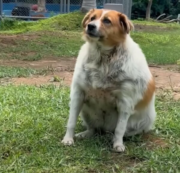 From Struggle to Joy: A Pup's Unbelievable Journey to Health-1