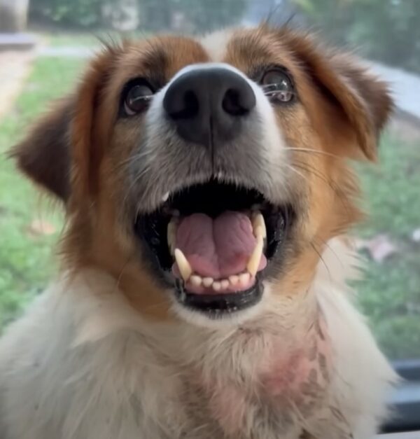 From Struggle to Joy: A Pup's Unbelievable Journey to Health-1