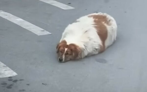 From Struggle to Joy: A Pup's Unbelievable Journey to Health-1