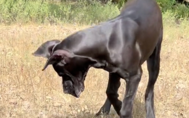 Giant Dog Faces Tiny Adversary: An Unexpected Turn Leaves All in Awe