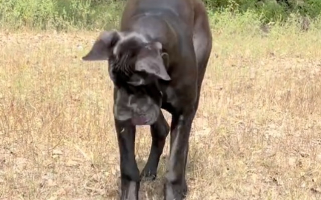 Giant Dog Faces Tiny Adversary: An Unexpected Turn Leaves All in Awe