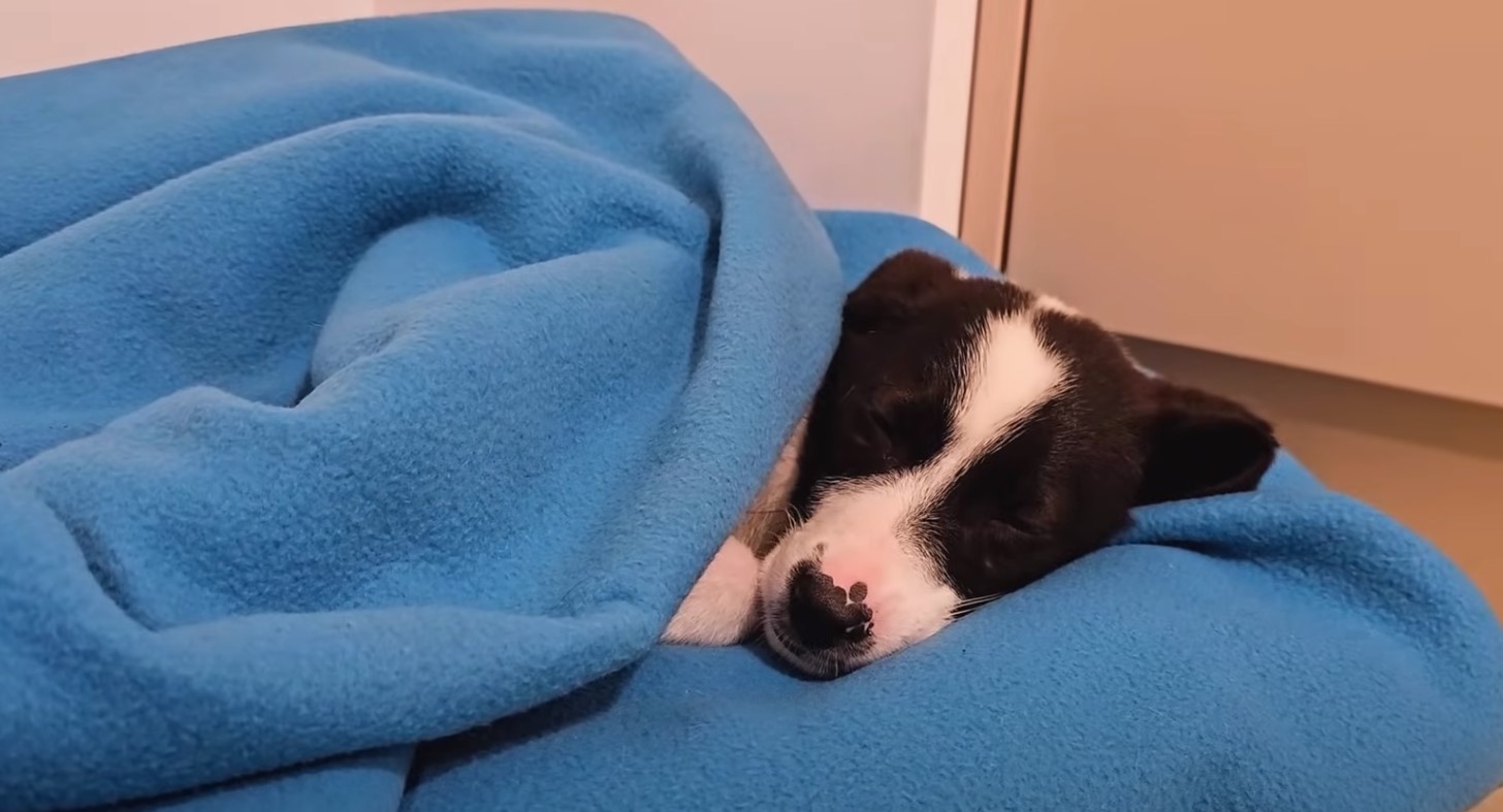 Rescue Mission Takes a Heartbreaking Turn No One Expected