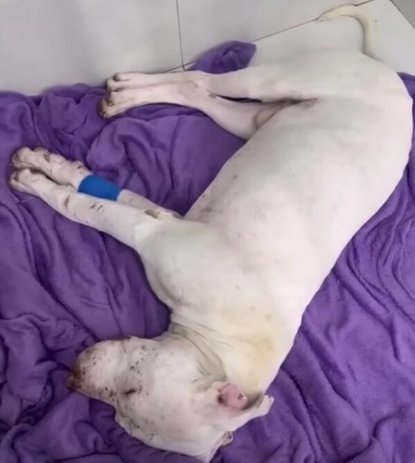 Rescued Pitbull Siblings Discover Love for the First Time-1