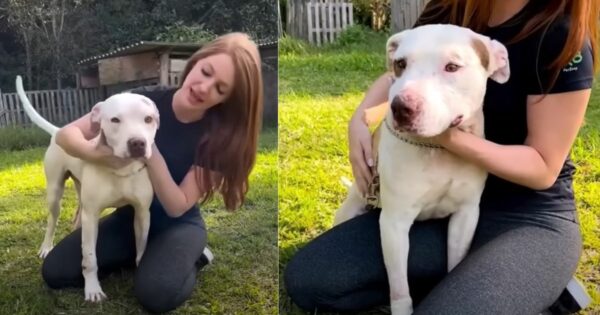 Rescued Pitbull Siblings Discover Love for the First Time-1