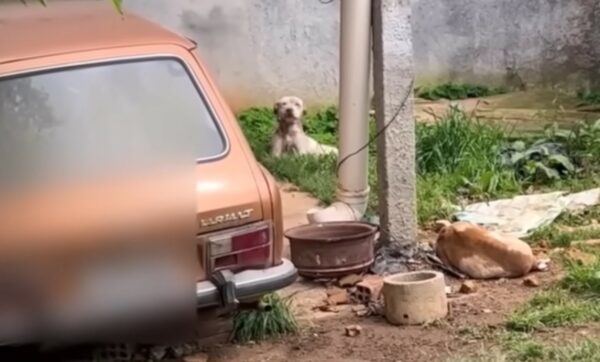 Rescued Pitbull Siblings Discover Love for the First Time-1