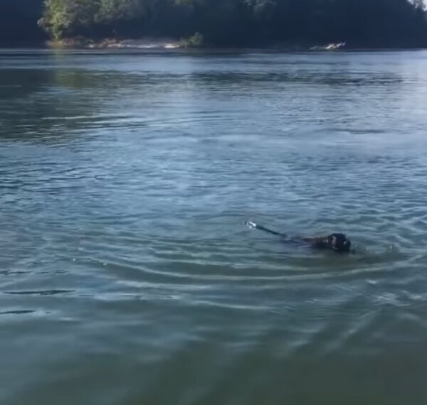 The Astonishing Rescue: When Instincts Drive Us To Save The Unexpected-1