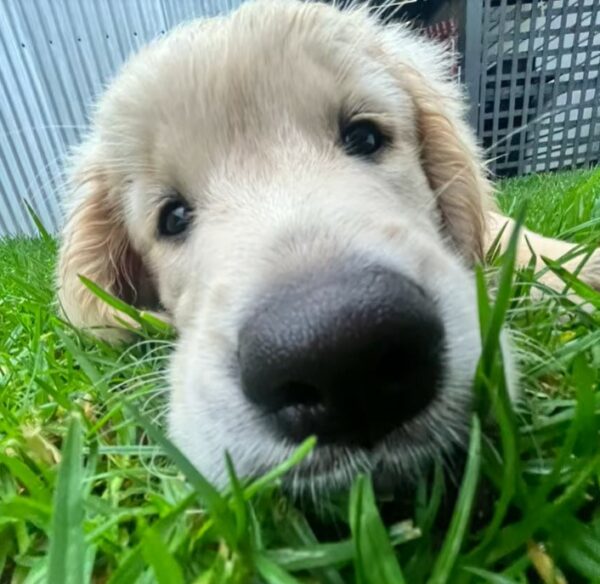The Tale of the Mischievous Pup: A Family's Unexpected Journey-1