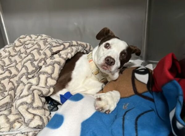 Watch This Canine's Heart-Wrenching Farewell That Will Stir Your Soul-1