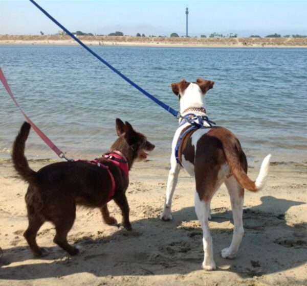 Watch This Canine's Heart-Wrenching Farewell That Will Stir Your Soul-1