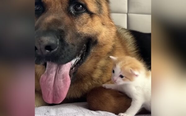 When Curiosity Meets Cuteness: A German Shepherd's Endearing Encounter With a Kitten-1