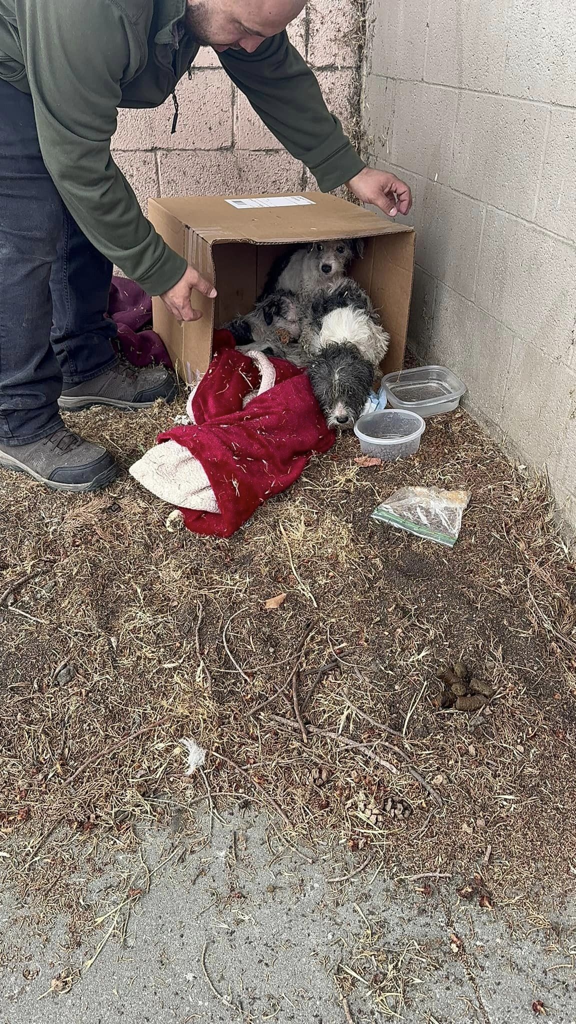 A Tale of Survival: The Resilient Canine Family's Journey to Hope