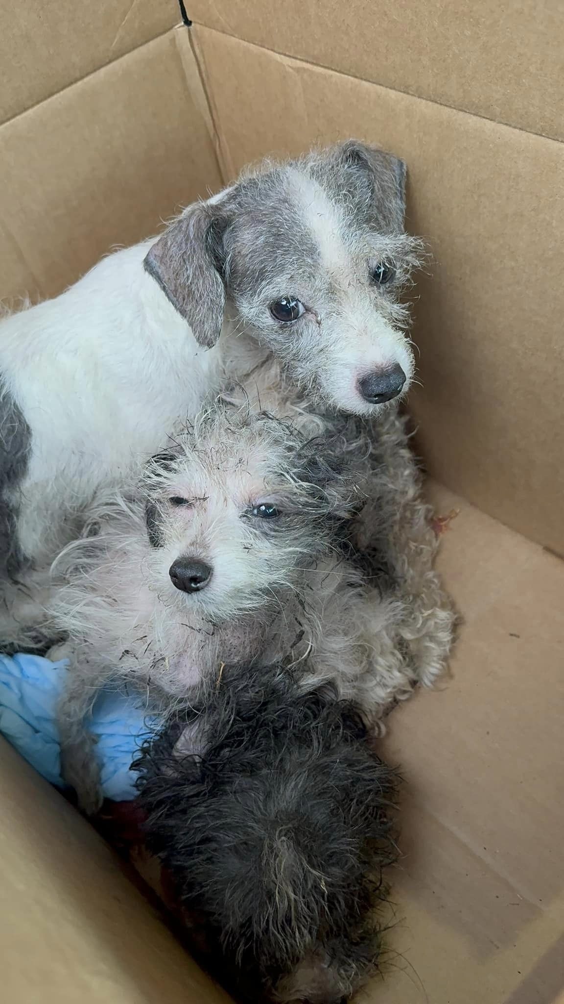 A Tale of Survival: The Resilient Canine Family's Journey to Hope