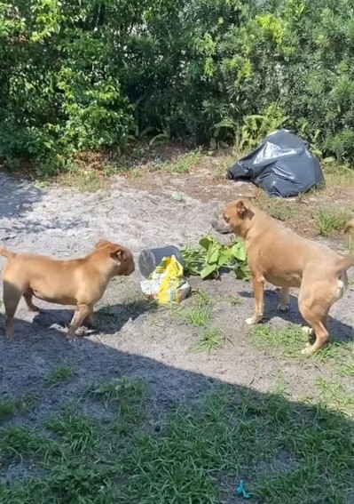 Descubra el increíble viaje de la segunda oportunidad de un perro en la vida-1