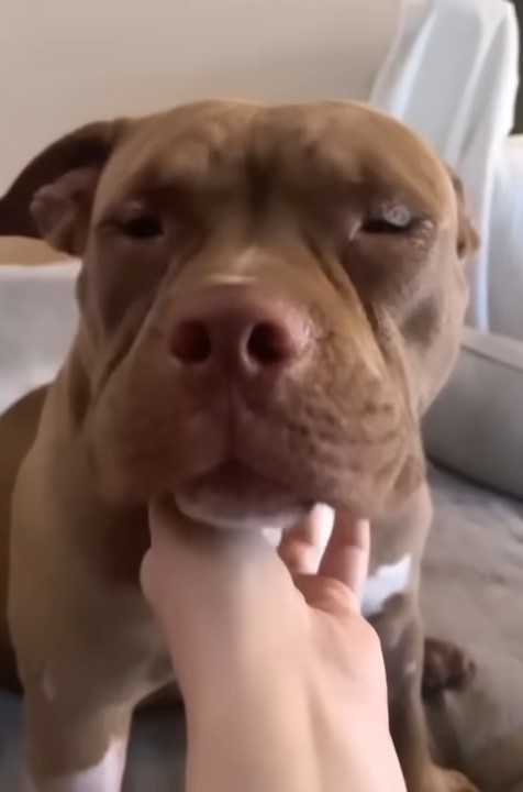 Descubra el increíble viaje de la segunda oportunidad de un perro en la vida-1