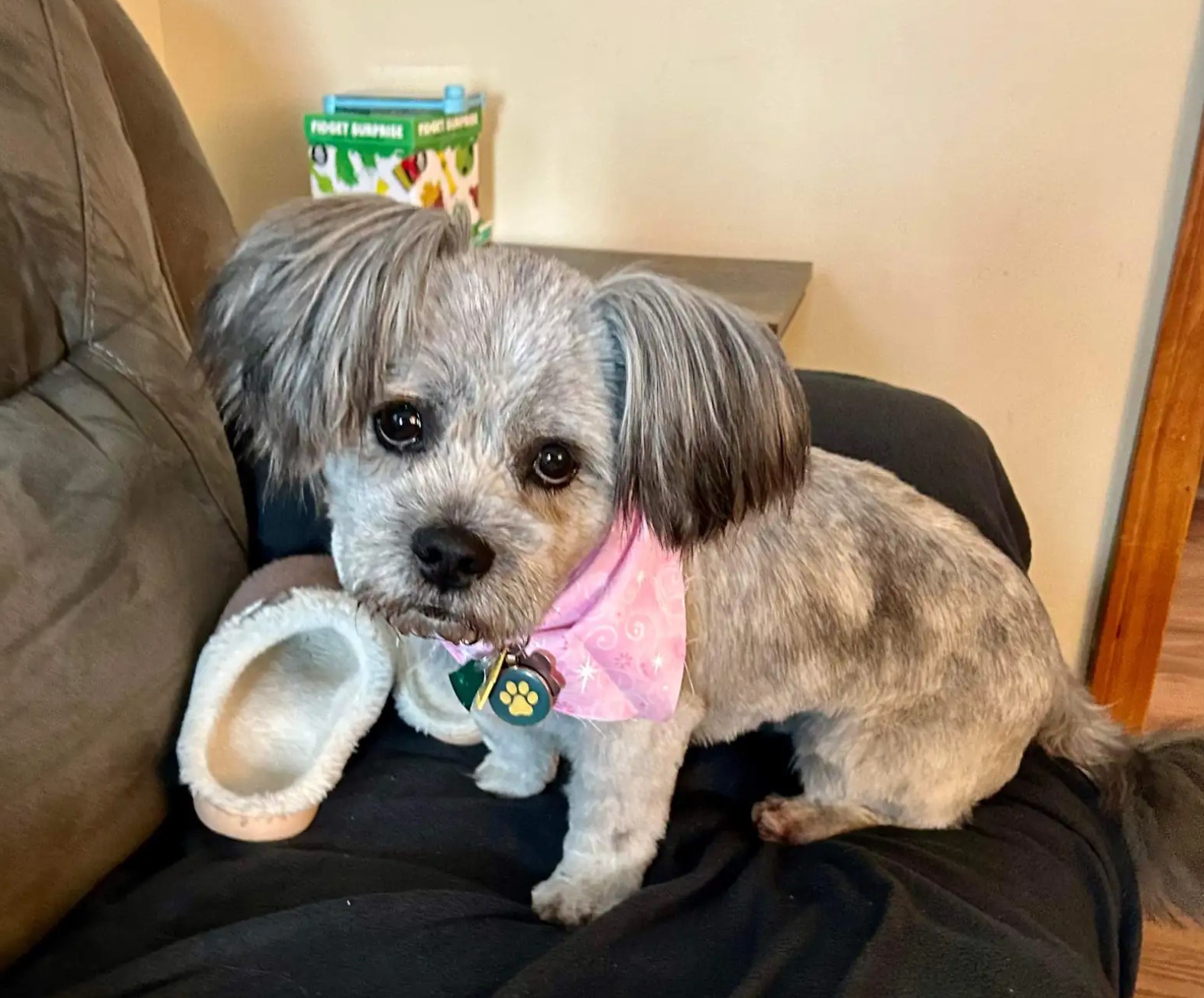 From Streets to Forever: The Unbelievable Transformation of a Stray Puppy