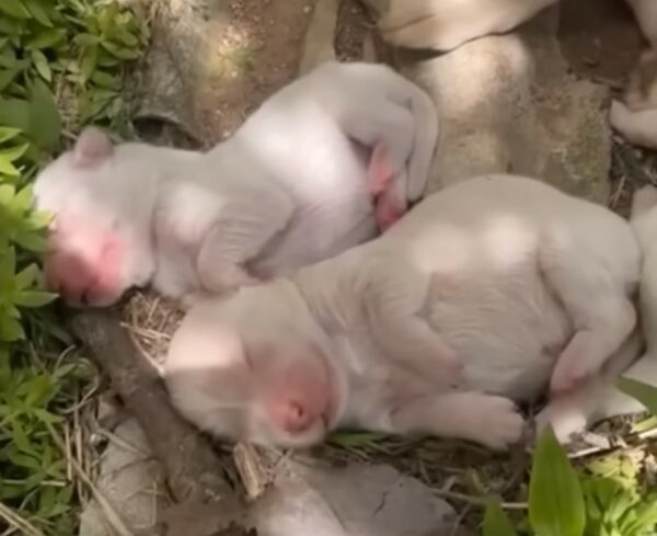 Neglected by a Heartless Owner, This Mama Dog's Fight for Her Pups Will Tug at Your Heartstrings-1