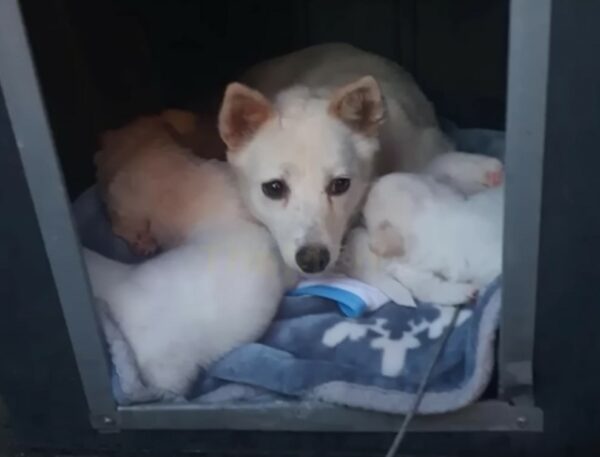 Neglected by a Heartless Owner, This Mama Dog's Fight for Her Pups Will Tug at Your Heartstrings-1
