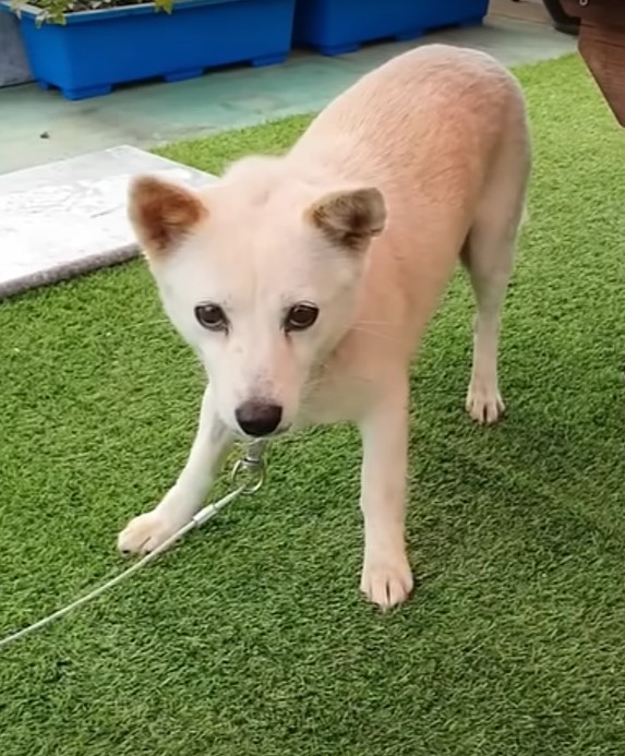 Neglected by a Heartless Owner, This Mama Dog's Fight for Her Pups Will Tug at Your Heartstrings-1
