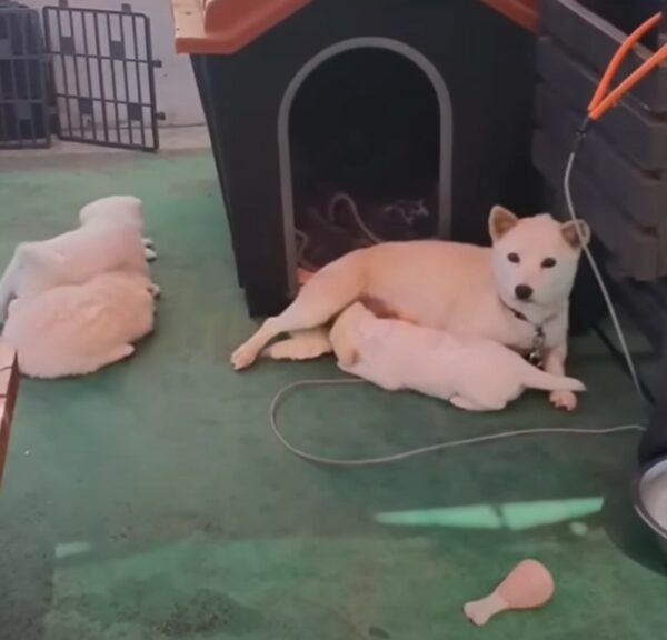 Neglected by a Heartless Owner, This Mama Dog's Fight for Her Pups Will Tug at Your Heartstrings-1