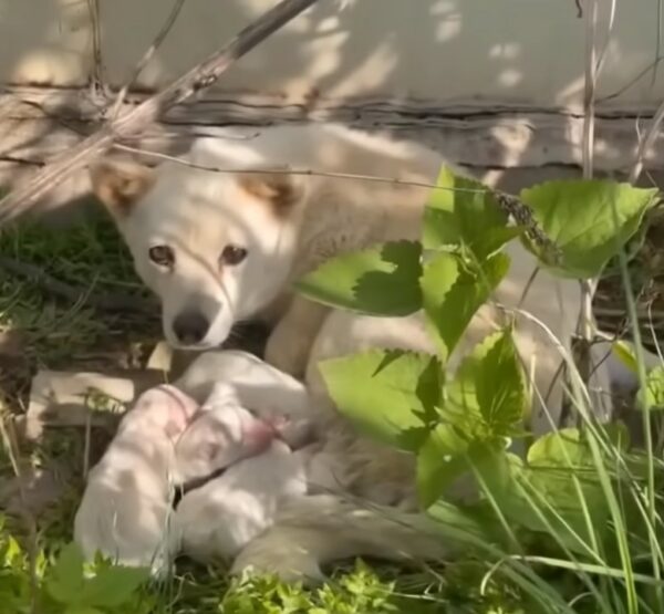 Neglected by a Heartless Owner, This Mama Dog's Fight for Her Pups Will Tug at Your Heartstrings-1