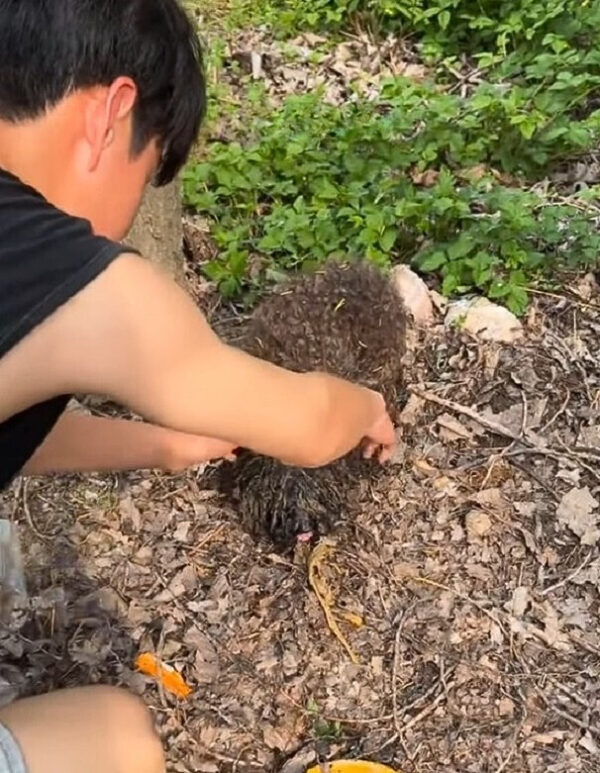 El viaje emocional de un cachorro olvidado: de la soledad al amor-1