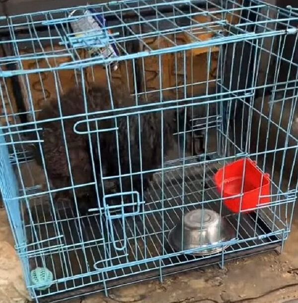 El viaje emocional de un cachorro olvidado: de la soledad al amor-1