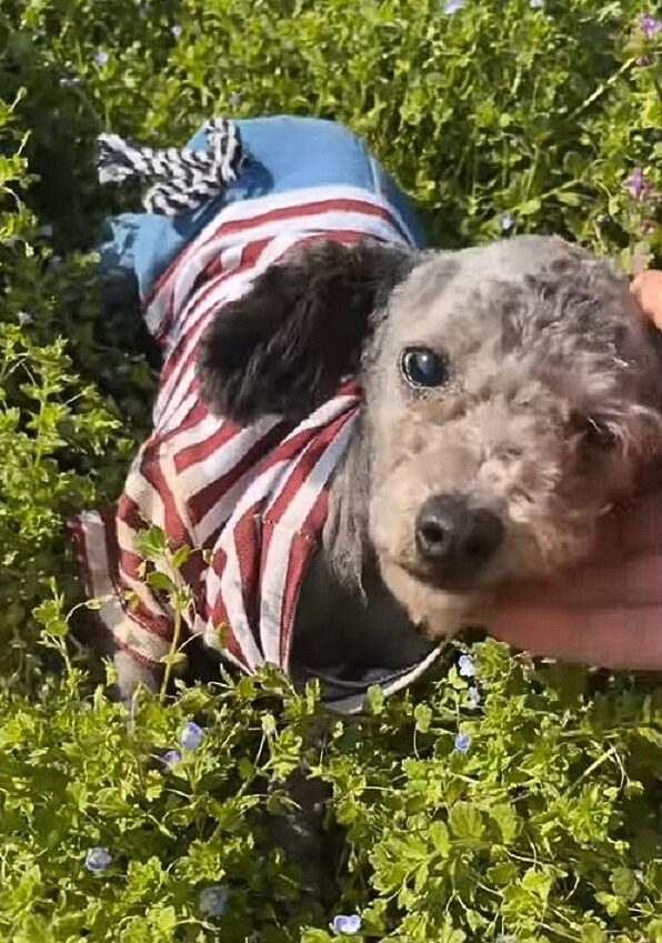 El viaje emocional de un cachorro olvidado: de la soledad al amor-1