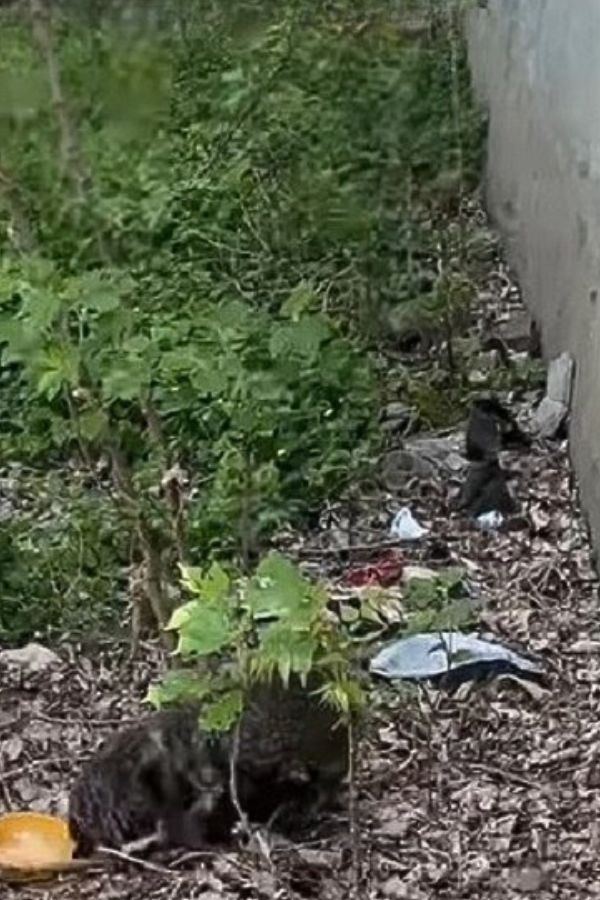 El viaje emocional de un cachorro olvidado: de la soledad al amor-1
