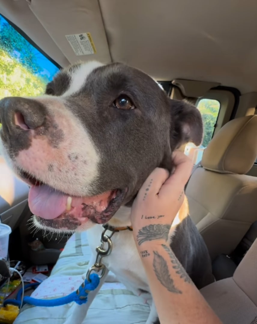 The Emotional Journey of a Pittie Reclaiming Life After Years of Darkness