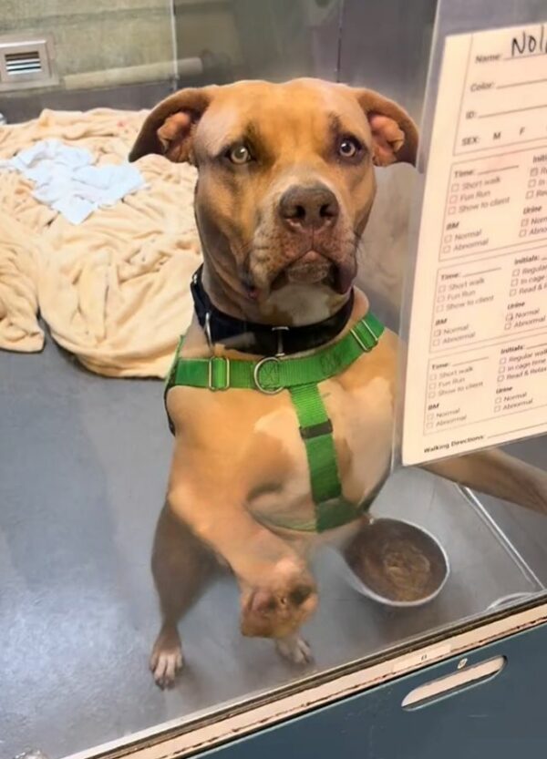 The Heartbreak Behind Nola's Journey: A Rescuer's Last Promise-1