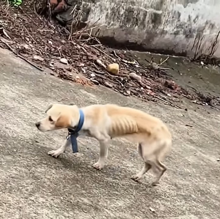 The Unbreakable Spirit of a Dog: A Tale of Hope and Friendship