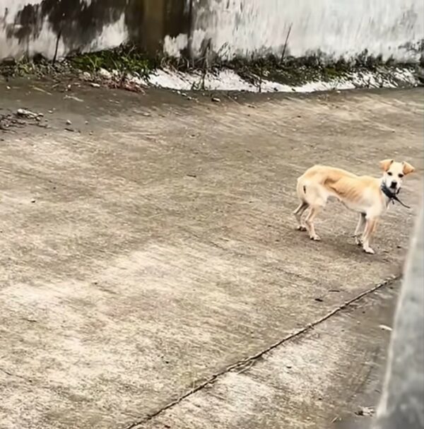 El espíritu inquebrantable de un perro: una historia de esperanza y amistad-1