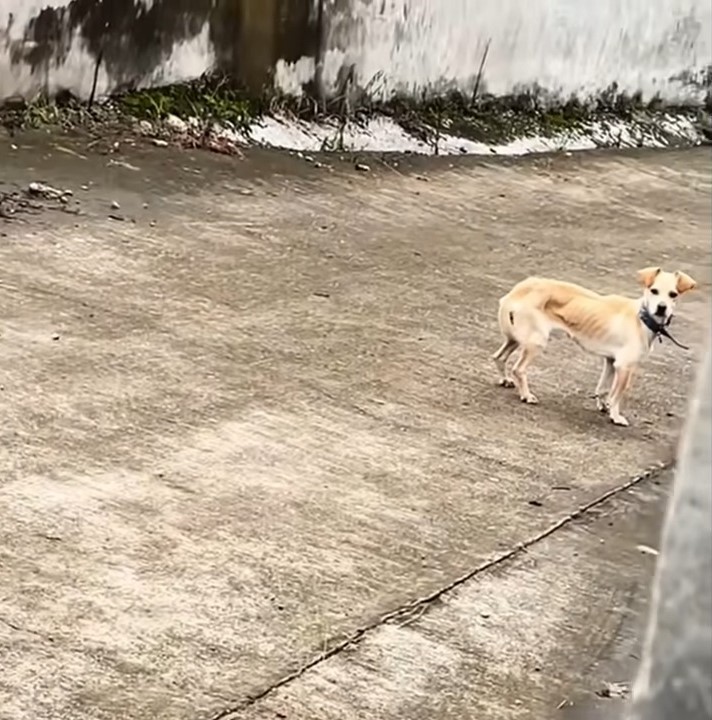 The Unbreakable Spirit of a Dog: A Tale of Hope and Friendship