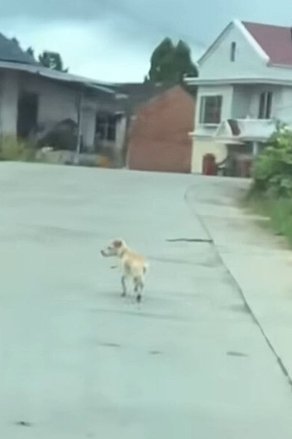 El espíritu inquebrantable de un perro: una historia de esperanza y amistad-1