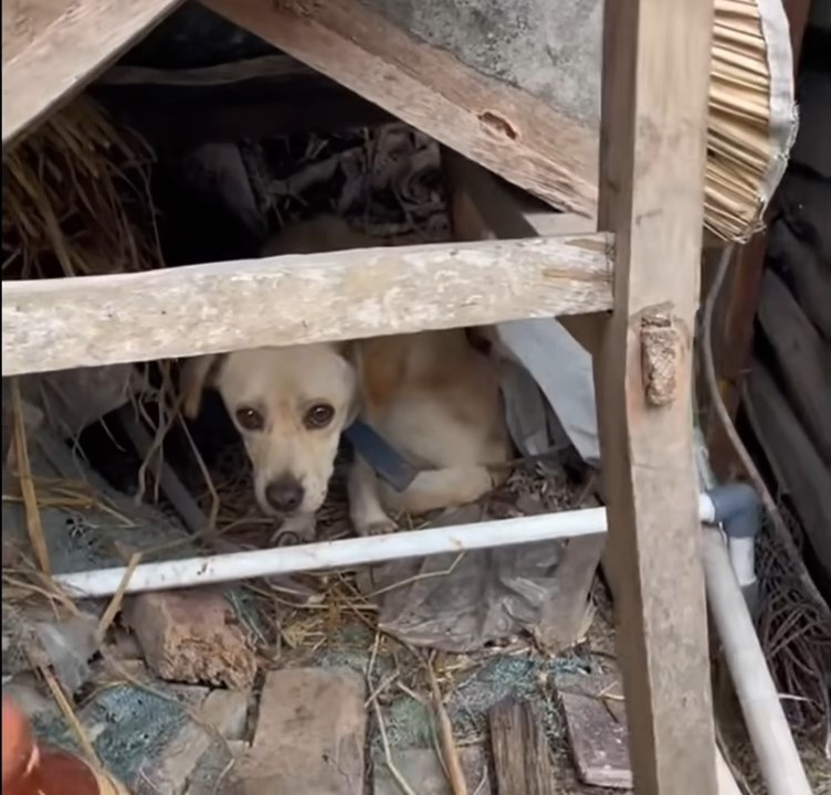 The Unbreakable Spirit of a Dog: A Tale of Hope and Friendship