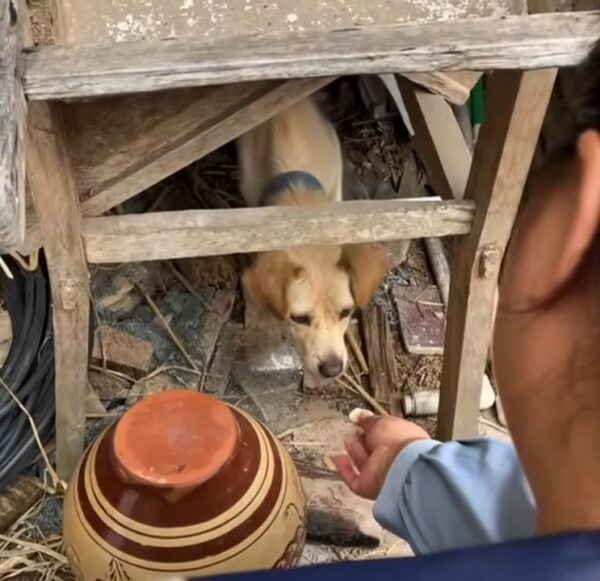 El espíritu inquebrantable de un perro: una historia de esperanza y amistad-1