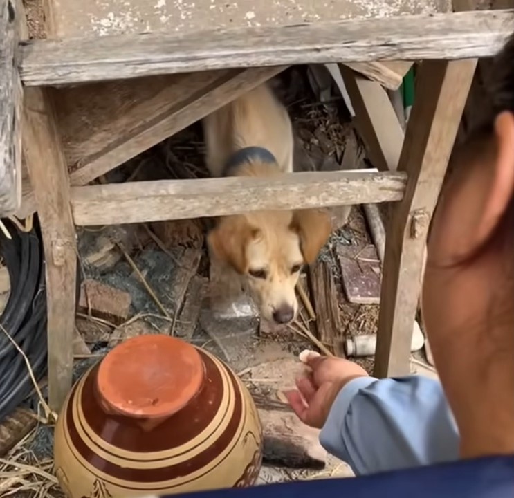 The Unbreakable Spirit of a Dog: A Tale of Hope and Friendship