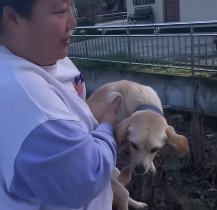 The Unbreakable Spirit of a Dog: A Tale of Hope and Friendship