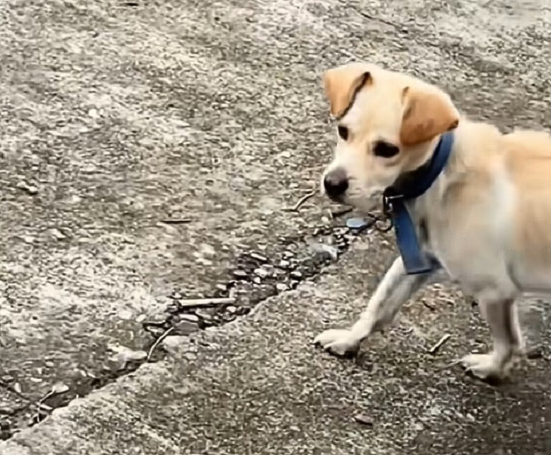 The Unbreakable Spirit of a Dog: A Tale of Hope and Friendship